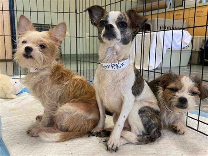 Portland Humane: A Comprehensive Guide to Supporting Animal Welfare in Portland