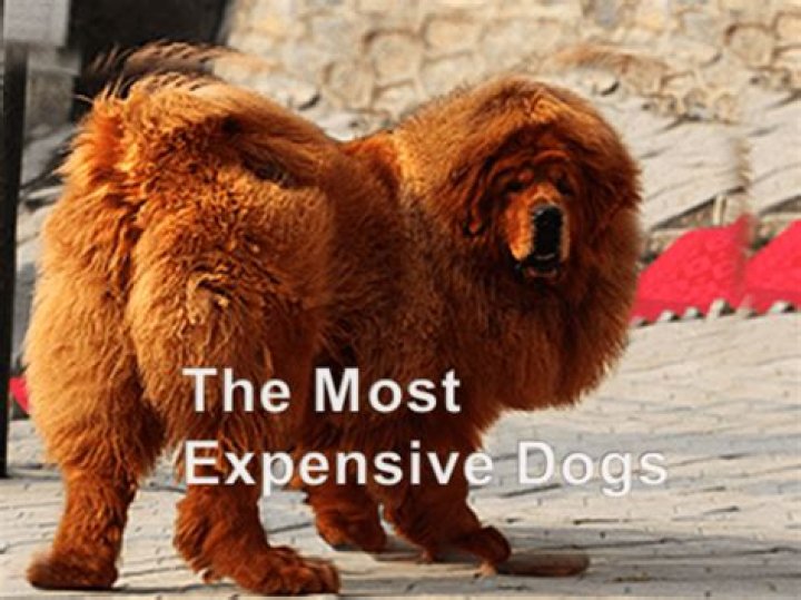 The World's Most Expensive Dogs: A Comprehensive Guide