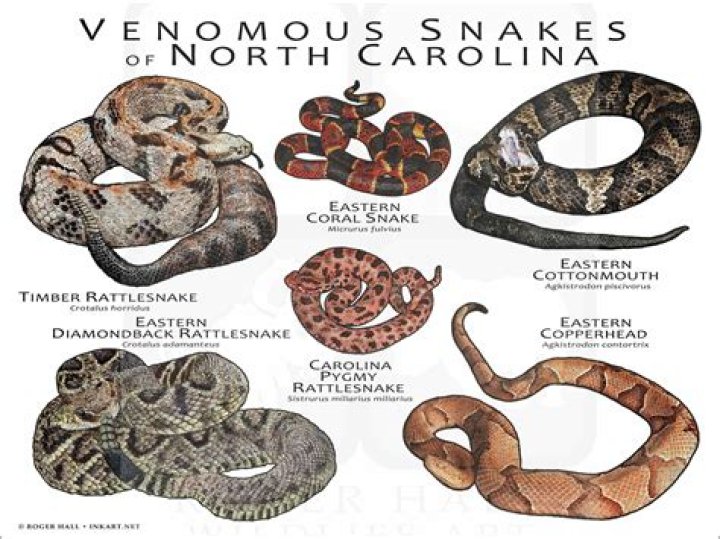 Venomous Snakes of New Zealand: Unveiling the Mysteries of Native and Introduced Species