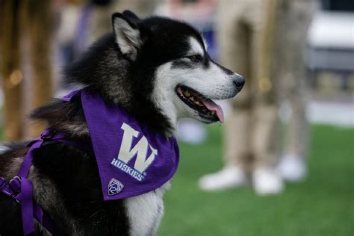 Washington Huskies | College Football Network